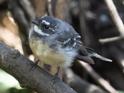 Rhipidura albiscapa (Grey Fantail).jpg